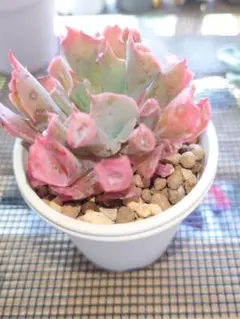 エケベリア 幼苗 六角形鉢 - メルカリ