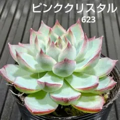 ひろみん様 リクエスト 2点 まとめ商品