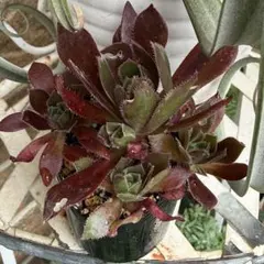 コーニッシュトリビュート アエオニウム 抜き苗 多肉植物 - メルカリ