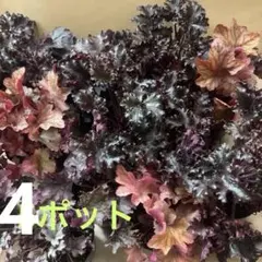 2026年最新】ヒューケラの人気アイテム - メルカリ