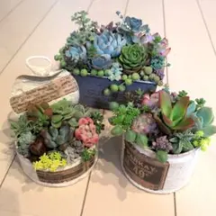 そのまま飾れる多肉植物の寄せ植えセット