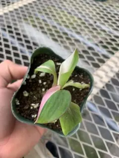 あがりー様 リクエスト 3点 まとめ商品