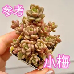 つぶつぶ屋交配 小梅 6カットのサムネイル