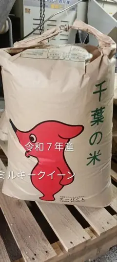 農家直送令和７年千葉県産ミルキークイーン無洗米５㌔関東甲信越の方へのサムネイル