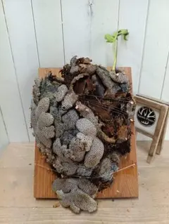 Z745【新芽展開開始！板付！】超激レア種！大株！レカノプテリス