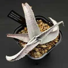 超希少株】Dyckia 'The Croc' cv. ml - メルカリ