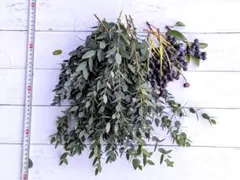 ネコポス、ユーカリパルブラ、切り枝、フレッシュ、半ドライシャリンバイの実