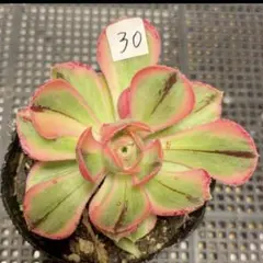 22 #観葉植物アエオニウム❤️ヨンジャ錦❤️ 燕姿錦❤️ 1大頭12cm 拔