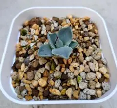 2025年最新】アガベパリーデザートデライトの人気アイテム