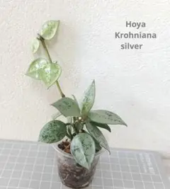 ホヤ　クローニアナ　シルバー　苗　多肉植物　フイリ　山野草　② ホヤ クローニアナ シルバー 苗 多肉植物 フイリ 山野草 ②