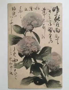 戦前絵葉書★明治39年エンタイヤ★紫陽花・手彩色