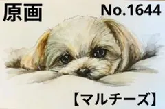 【マルチーズ】手描きイラスト 原画 《1644》