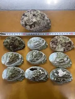 アワビ貝殻セット 10個 大・中・小