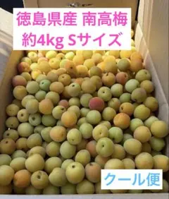 ‼️初もの‼️ 徳島県産 無農薬 南高梅 約4kg Sサイズ クール便 すぐ発送