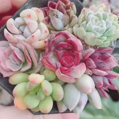 239 【メルカリ便発送】　多肉植物　寄せ植え用　小苗　詰め合わせ　セット♡