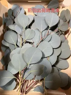 ユーカリ出品 2025年最新】観葉植物 ユーカリの人気アイテム - メルカリ