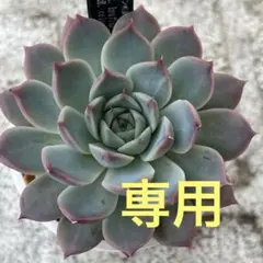 **きゅるっとかる**様専用商品のサムネイル