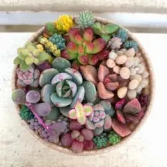 多肉植物詰め合わせ 寄せ植えそのまま飾れる 《40》カールカップ セダム