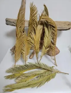 2026年最新】黄金ソテツの人気アイテム - メルカリ