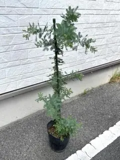 ミモザ　ギンヨウアカシア　高さ1メートル