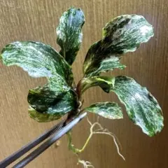 水中葉】ブセファランドラ グリーンウェービー斑入り - メルカリ