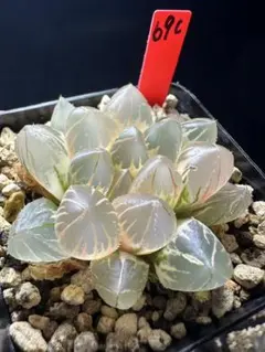 ま*う様 多肉植物　ハオルチア　九尾狐錦　透明窓　超美品　糊斑 ま*う様 多肉植物 ハオルチア 九尾狐錦 透明窓 超美品 糊斑 - メルカリ