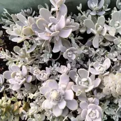 多肉　子持ち蓮華　カット苗５０個　ネコポス匿名発送