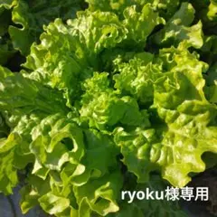 ryoku様専用　見本品