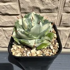 森のこびと様 リクエスト 2点 まとめ商品