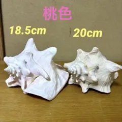 オウムガイの殻 3個セット - メルカリ
