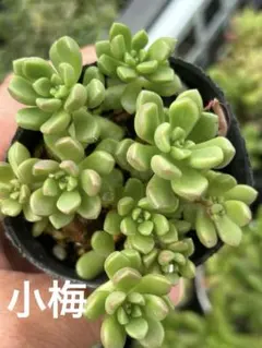 専用＊小梅　つぶつぶ屋さん 2026年最新】つぶつぶ屋 小梅の人気アイテム - メルカリ