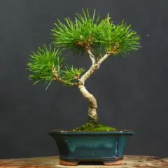 2026年最新】盆栽 五葉松の人気アイテム - メルカリ