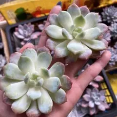 E.m様 リクエスト 3点 まとめ商品