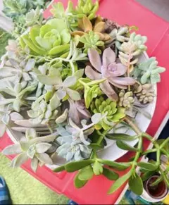 多肉植物 寄せ植え エケベリア セダム 詰め合わせ