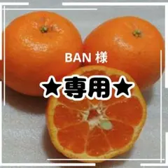 ✩BAN 様✩専用 ポンカン10キロ&レモン2.5キロ