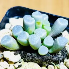 多肉植物⭐️五十鈴玉⭐️韓国苗育成 抜き苗 c70