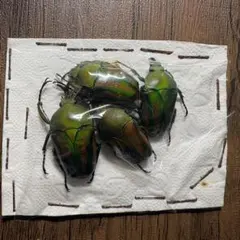 【標本】カメルーン産　シュルツサスマタカナブンのサムネイル