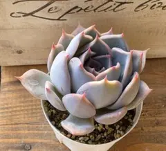 ★MACO★同梱はおまとめ機能を★様 リクエスト 2点 まとめ商品