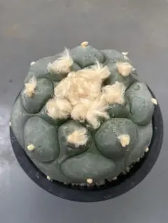 2025年最新】サボテン翠冠玉の人気アイテム - メルカリ