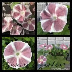 ぽこ様 リクエスト 2点 まとめ商品