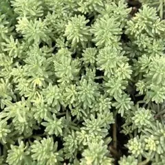 多肉植物　クリームソーダ　カット　斑入りパリダム