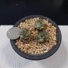 2026年最新】マクドガリー サボテンの人気アイテム - メルカリ