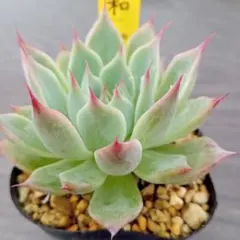 多肉植物　ジャッカルhybのサムネイル