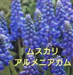 きょん様 リクエスト 2点 まとめ商品