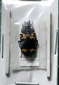 2026年最新】ゴミムシの人気アイテム - メルカリ