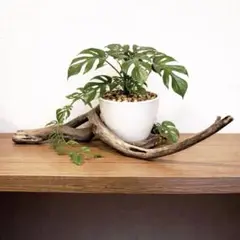 Item thumbnail for item 7401e93b-51d1-4a59-ac15-b81a7cee78bb