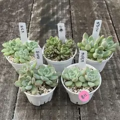 NEW❗️811 多肉植物　つぶつぶ屋　カット苗　寄せ植え　人気5種セット❣️
