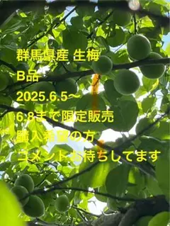 あや様 山梨県産 20kg 中熟～完熟 甲州小梅 - メルカリ