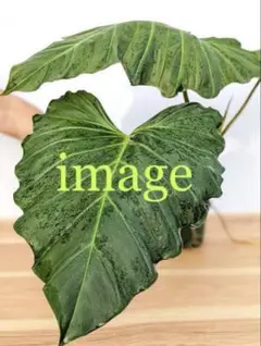 希少！大型フィロデンドロン・コルシニアナム　水苔植え　2号ポットのサムネイル