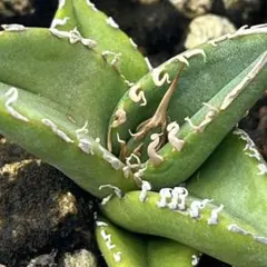 2025年最新】パープソラムの人気アイテム - メルカリ